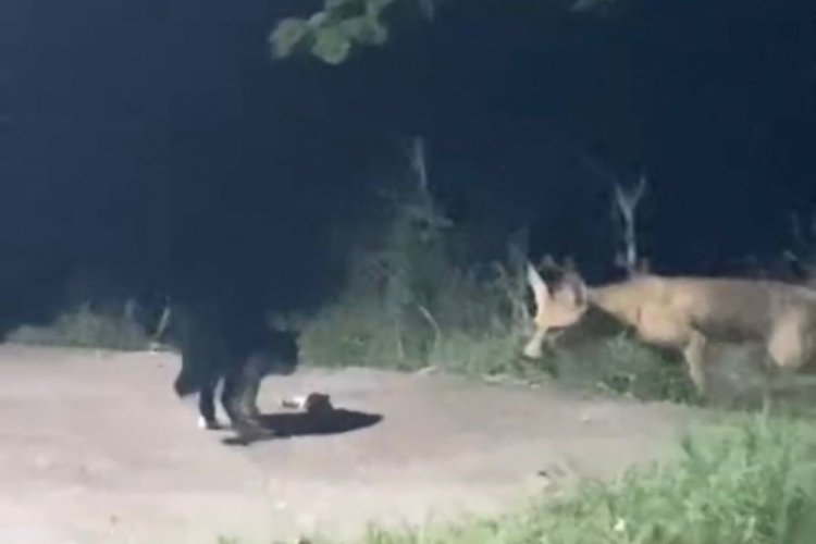 El&acirc;zığ'da Kedi ile tilkinin yemek paylaşımı anbean kameraya yansıdı!