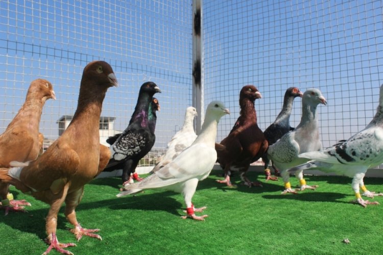 Kahramanmaraş'ta güvercin tutkunu otomobil fiyatına güvercin satmaya başladı