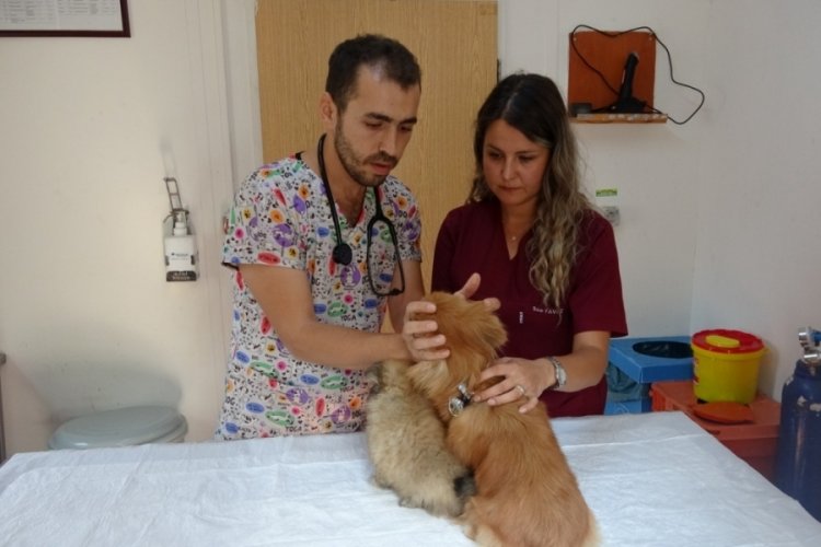 Bursa'da evde k&ouml;peklere işkence olayında eski erkek arkadaş detayı!