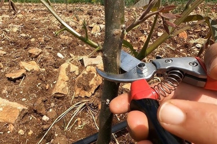 Ağustos'ta budanması gereken 3 ağaç ve bitki 