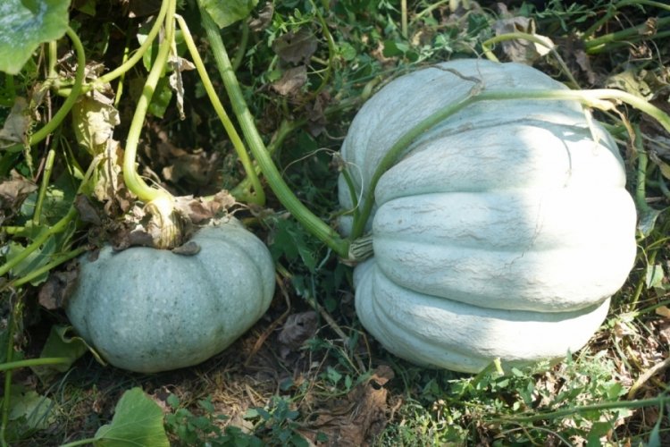 Muş'ta &ccedil;ift&ccedil;i 50 kilogram olan bir bal kabağı yetiştirdi