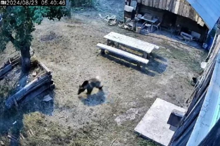 Kastamonu'da g&uuml;nd&uuml;z vakti bah&ccedil;eye giren ayı sebzeleri talan etti