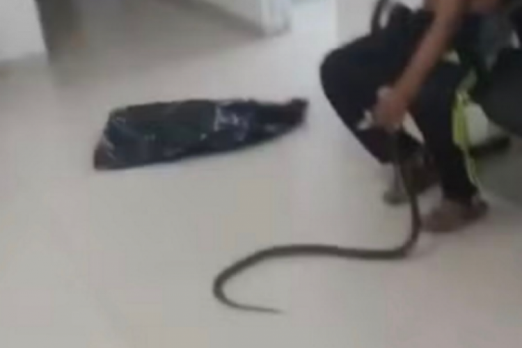 Doktorların doğru panzehri bulması i&ccedil;in kendisini ısıran yılanla birlikte acile geldi!
