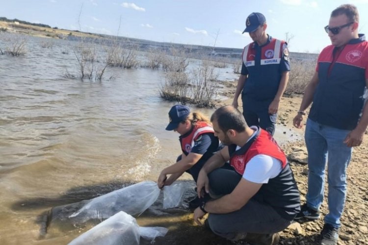 Kırklareli'nde balık pop&uuml;lasyonunu artıyor!