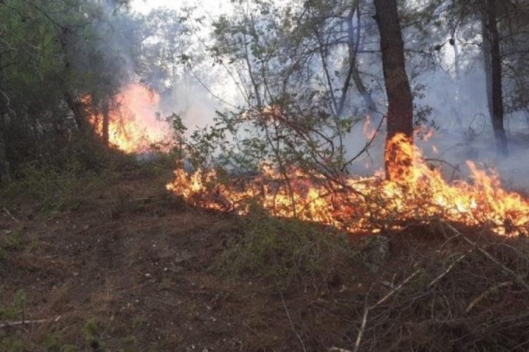 Samsun'da ormanlık alanda yangın
