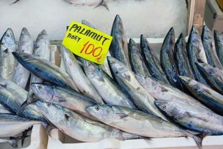 Palamut bolluğu vatandaşı mutlu ediyor