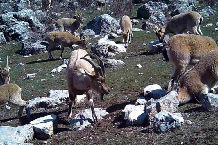 Erzincan'da yaban keçileri ailece fotokapana  yakalandı!