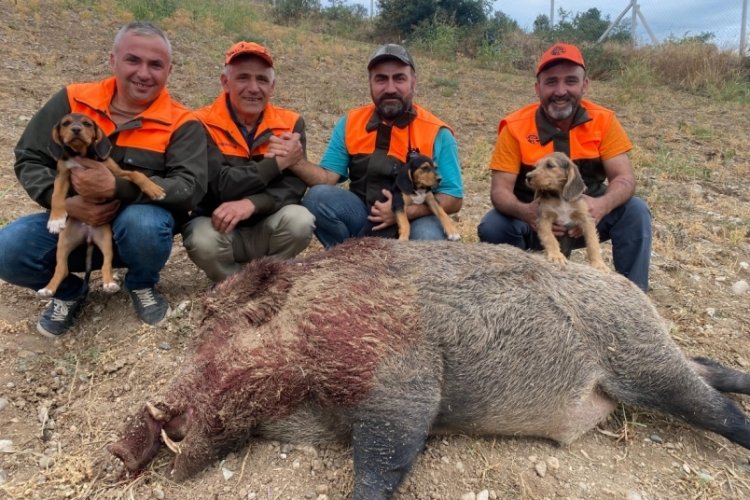 Amasya'da av sezonu acıldı:Avcılar mısır tarlasında yaban domuzu avladı!