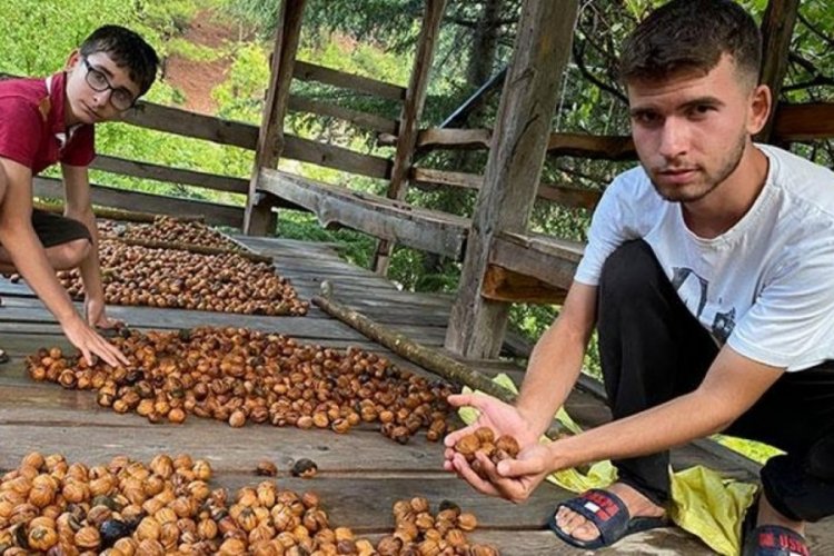 Adana'da ceviz hasadı başladı