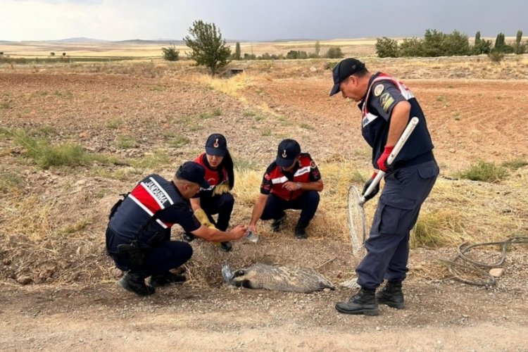 Kırıkkale'de yaralı halde bulunan bal porsuğu tedavi altına alındı!