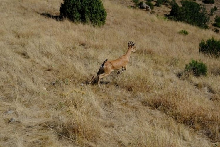 Yozgat'ta doğaya 5 dağ keçisi bırakıldı!