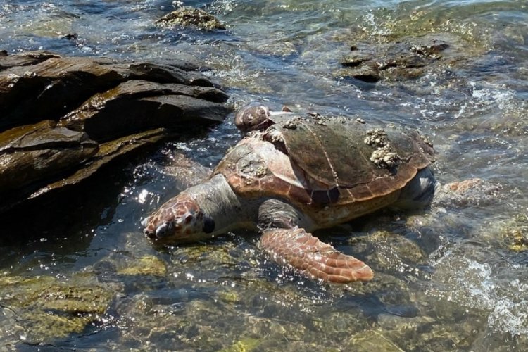 Muğla'da deniz kaplumbağası &ouml;l&uuml; bulundu!