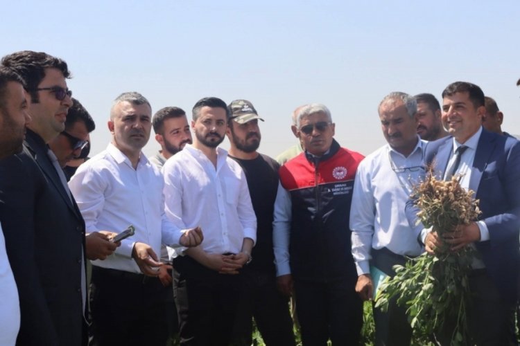 Şırnak'ta &uuml;reticiye yerfıstığı eğitimi!