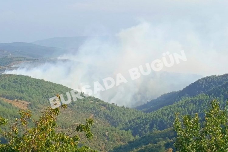 Bursa'da ormanlık alanda yangın &ccedil;ıktı