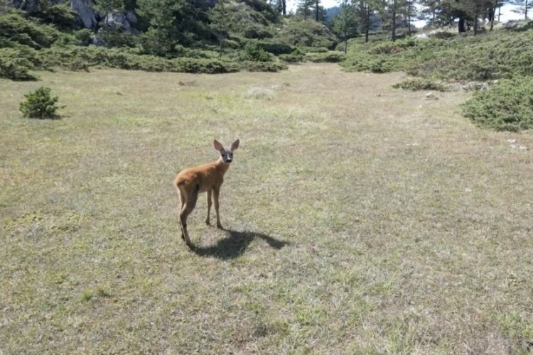 Kastamonu'da sağlığına kavuşan yaralı karaca doğaya salındı!