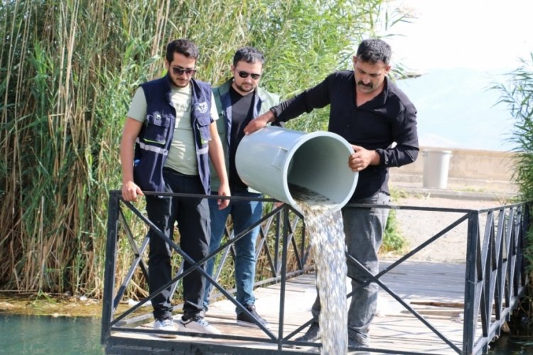 Erzincan'da barajlara ve g&ouml;letlere binlerce sazan balığı salındı!