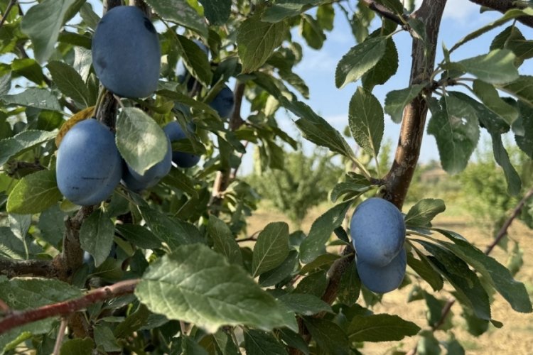 İklim değişikliği meyveler vurdu: Tadı ve rengini değiştiriyor 