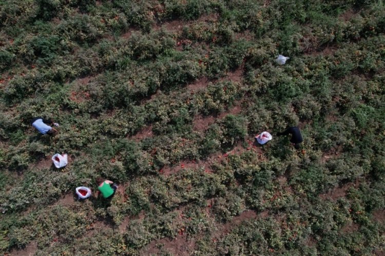 Bursa'da sosyal medyada çağrı yaparak tarlasındaki ürünleri bedava dağıttı