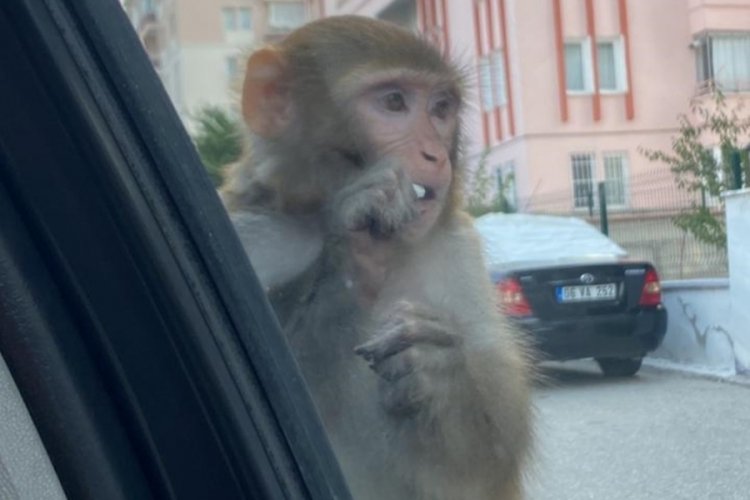 &Ccedil;orum'da maymun dehşeti! Evden ka&ccedil;ıp gen&ccedil; kızı...