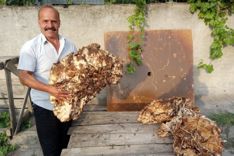 Kastamonu'da şaşkınlık yaratacak dev mantar: 2 bin TL'ye satıldı!