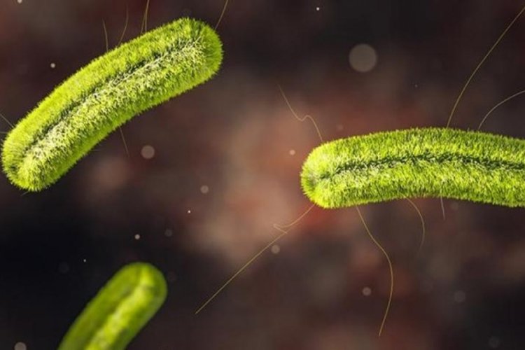 ABD'de listeria korkusu: En az 9 kişi hayatını kaybetti