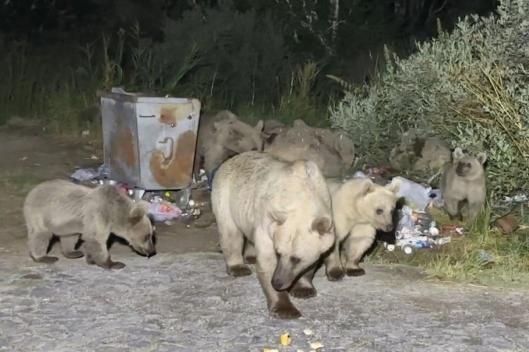 Bitlis'te boz ayılar piknik&ccedil;ilere s&uuml;rprizi yaptı!