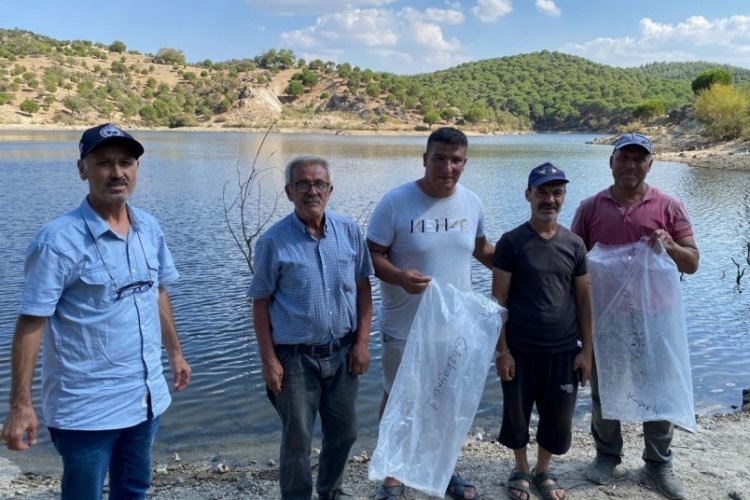 Aydın'da gölete yüzlerce sazan yavruları salındı!