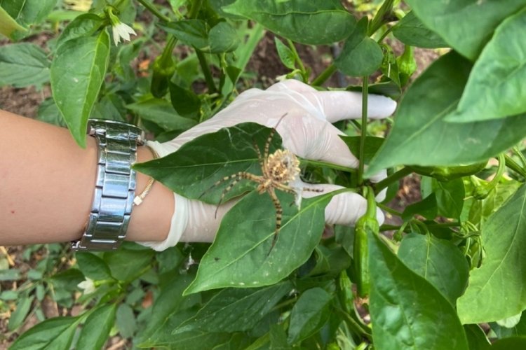 Sivas'ta dünyanın en zehirli Argiope lobata örümceği anbean kameraya yansıdı!