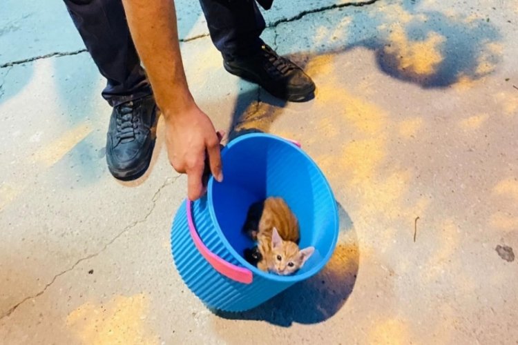 Hatay'da minik kedicik havalandırma boşluğuna d&uuml;şt&uuml;: İtfaiye ekipleri yetişti!