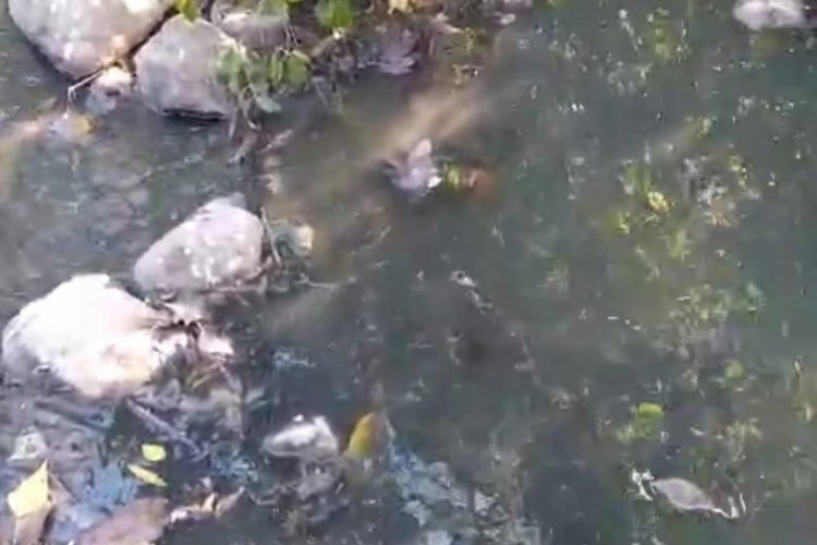 Gereken h&acirc;len yapılmadı! Lağım suları dereye akmaya devam ediyor...
