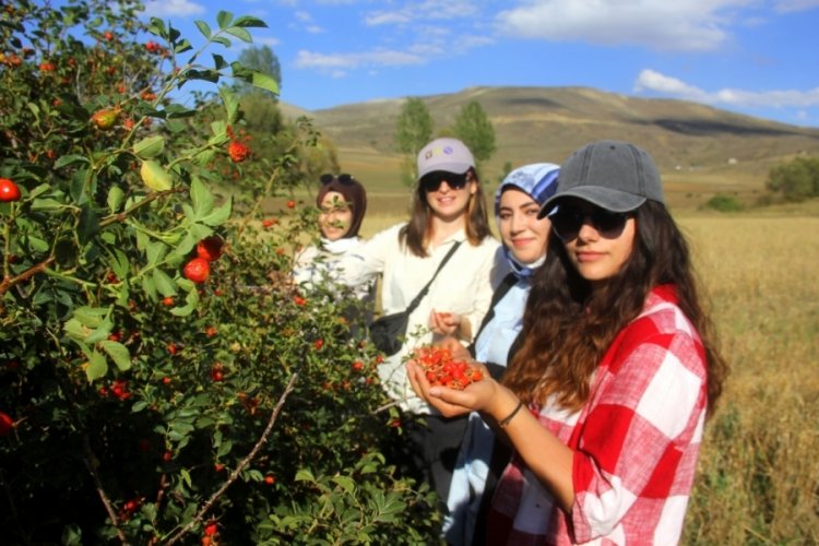 Erzincan'da  dağların lezzetli organik meyvesi kuşburnu hasadı başladı!