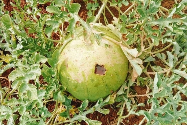 Kahramanmaraş'ta karga karpuz tarlasını talan etti:&Ccedil;ift&ccedil;i manzarayı g&ouml;r&uuml;nce şaşkına d&ouml;nd&uuml;