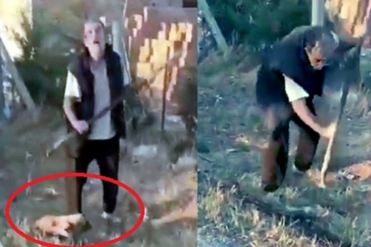 Yavru k&ouml;peği dirgen saplayarak par&ccedil;aladı!