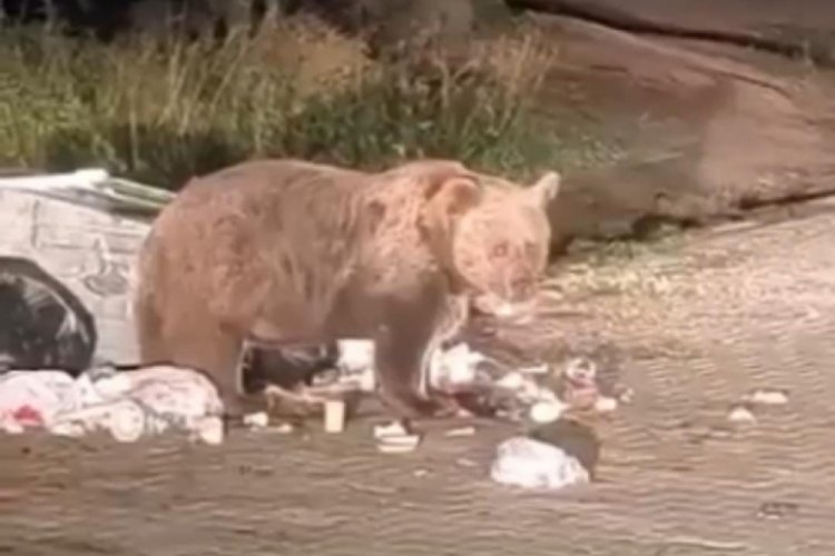 Uludağ'da yemek yiyen ayıya şarkı söyledi