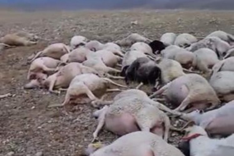 Afyonkarahisar'da &uuml;zerine yıldırım d&uuml;şen s&uuml;r&uuml;de 60 koyun telef oldu