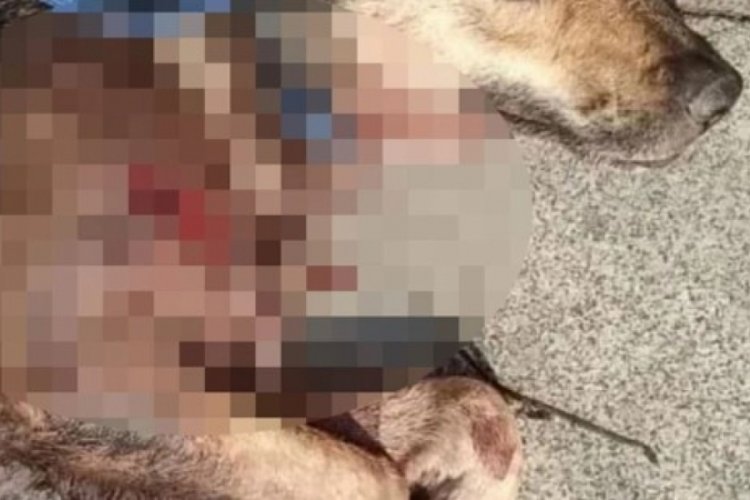 Kocaeli'de kan donduran olay! K&ouml;peği tabanca ile vurup &ouml;ylece bıraktı