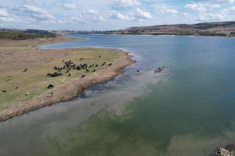 İstanbul'da manda sürüleri Afrika'yı aratmadı