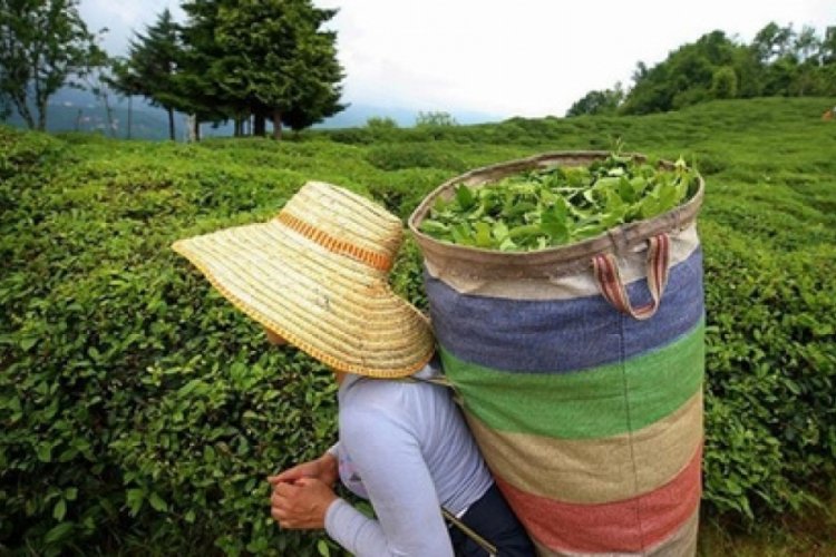 &Ccedil;AYKUR, &ccedil;ay alım kotasını a&ccedil;ıkladı
