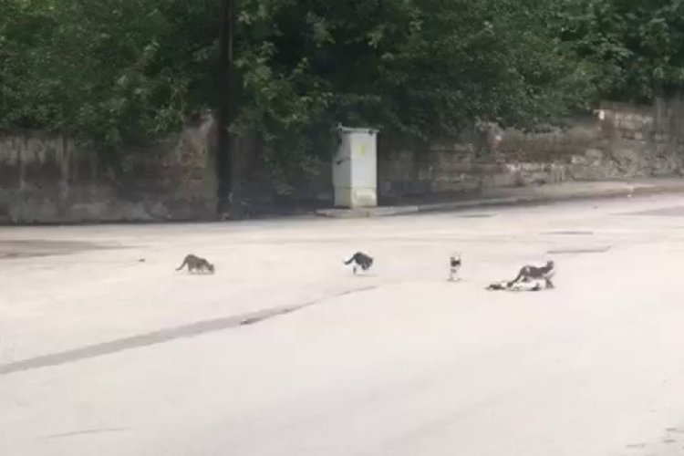 Karab&uuml;k'te duygulu anlar:Yavru kedi dakikalarca &ouml;len annesinin yanından ayrılmadı!