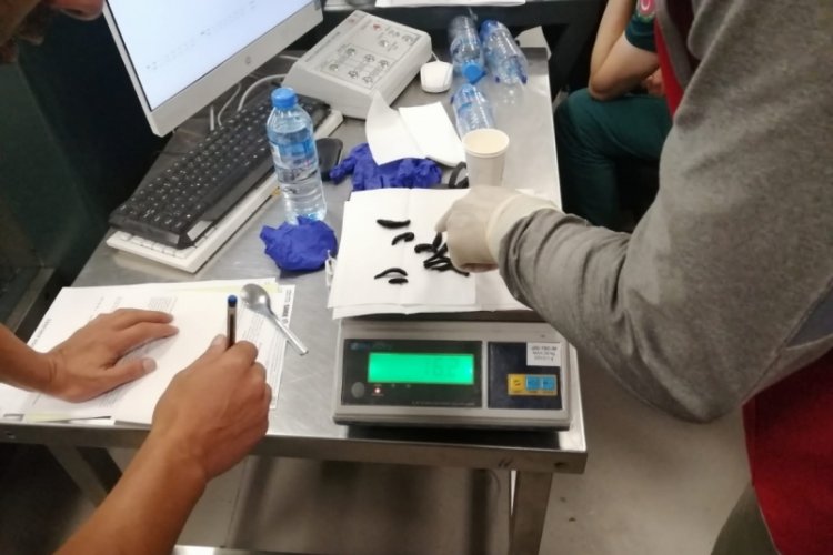 İstanbul Havalimanı'nda 20 bin adet canlı tıbbi s&uuml;l&uuml;k ele ge&ccedil;irildi