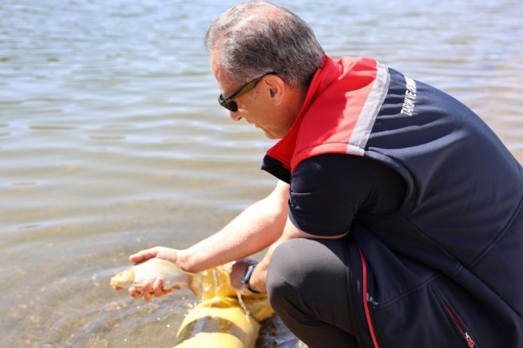 Kars'ta su kaynakları canlanıyorr:G&ouml;lette 1 milyon 680 bin sazan yavrusu bırakıldı