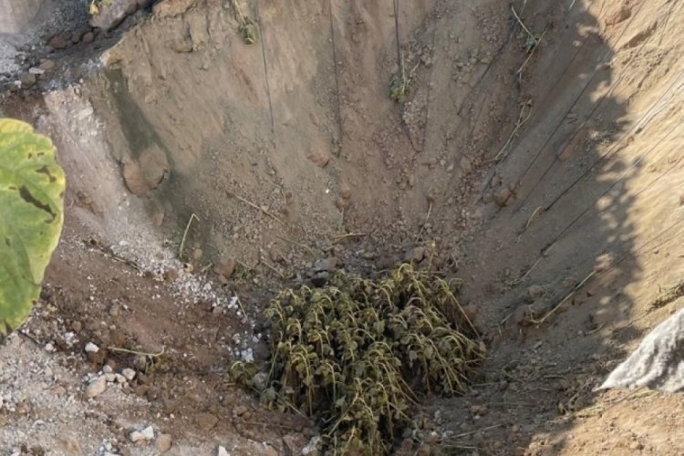 Konya'da  ay&ccedil;i&ccedil;ek tarlasında dev obruklar oluştu!