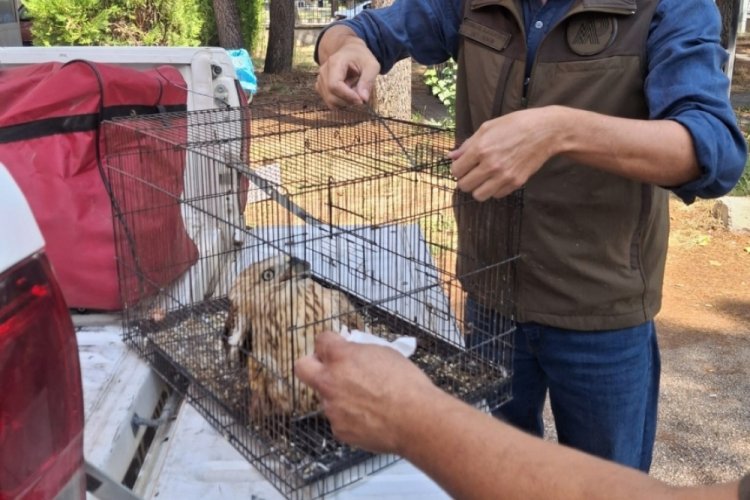 Isparta'da sağlına  kavuşan yaralı kızıl şahin doğaya salındı!