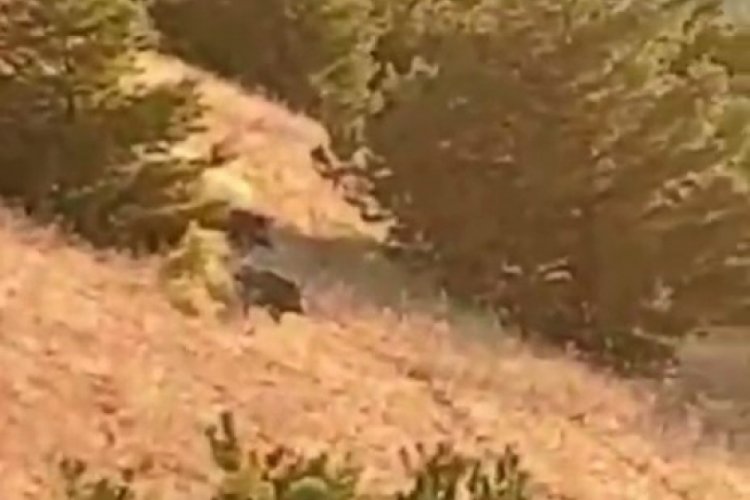 Elazığ'da k&ouml;yl&uuml;lerin korkulu r&uuml;yası: Domuz s&uuml;r&uuml;s&uuml; bağ ve bah&ccedil;eleri talan ediyor!