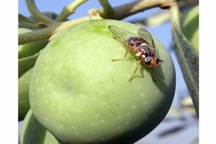 Muğla'da zeytin üreticilerine uyarı: Zeytin sineğine dikkat!