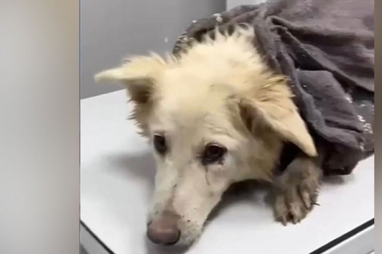 Bir k&ouml;peği d&ouml;verek katletmenin cezası 5 ay hapis!