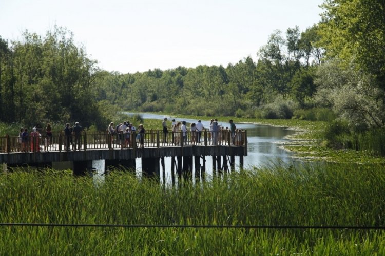 Sakarya'da acarlar longozu renk c&uuml;mb&uuml;ş&uuml;yle turistleri mest etti!