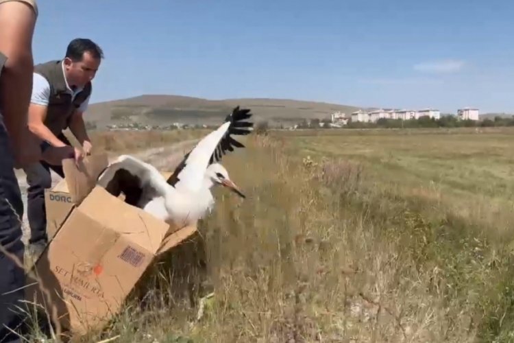 Kars'ta sağlığına kavuşan leylekler doğada kanat çırptılar!