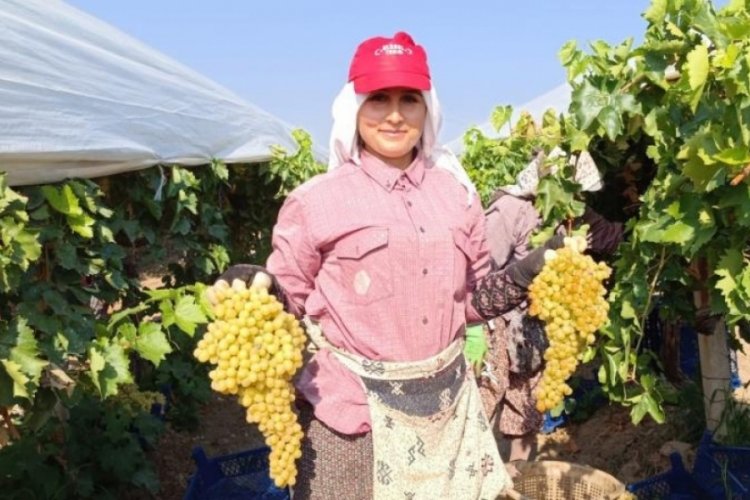 Devasa &uuml;z&uuml;m salkımını bulan iş&ccedil;iye bahşiş