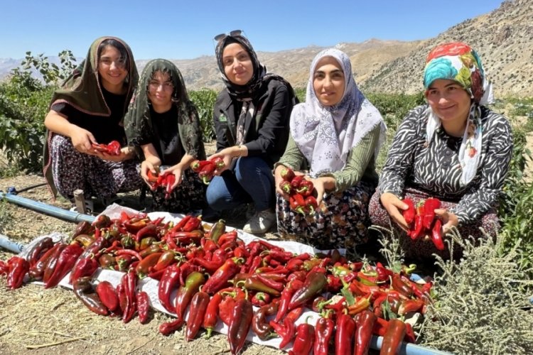 Hakkari'de yoğun mesai:Çiftçi kadınlar biber hasadına başladı!